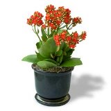 Kalanchoe